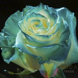 Fantasy Blue Neon Roses Davenport Florist - Same Day Flower Delivery - Flower Power 